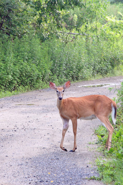 Rose_Hills_Deer_2_Photoshopped_gallery